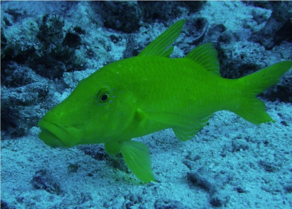 image006