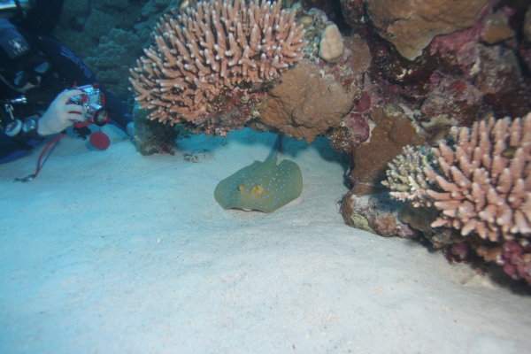 image101